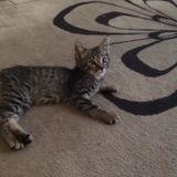 Animal lover! Owner of 2 Maine Coons for 18 years and an Egyptian Mau. Former horse owner and dog breeder of Mastiffs.
