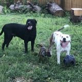 3 Pups Need To Be Let Out!