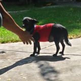 Professional Pet Groomer for Hire
