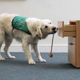 Dog Trainer/walker/sitter/veterinary assistant/certified