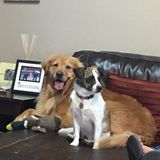 Family trip and don't want to leave the fur babies at home