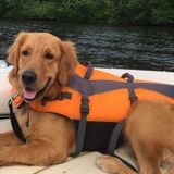 Palo Alto House and Dog Sitter Looking For Work