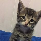 I can take care of your pet here!