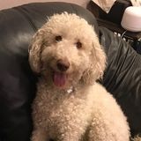 looking for a dog day care and boarding in West San Jose area