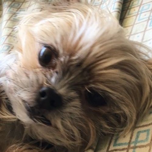 Pet Care Provider Sarah R's Profile Picture