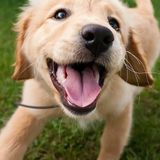 Lincoln, California Petsitter, In home pet sitter.