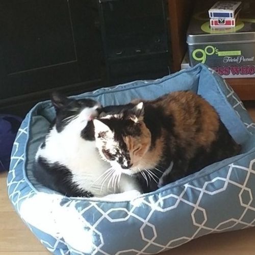 Pet Care Job Carey B's Profile Picture