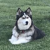 Job Posting: I need Ossian Pet Service Provider