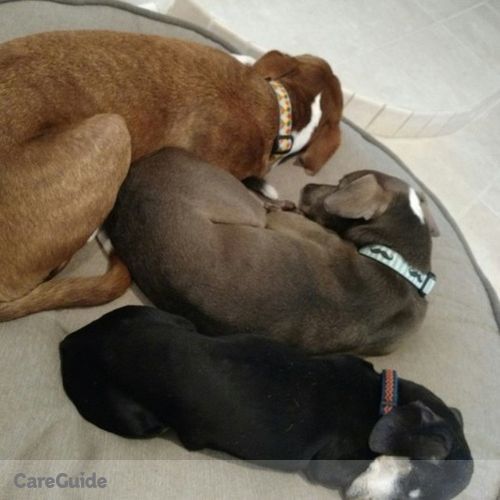 Pet Care Job Allyson H's Profile Picture