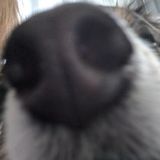 Pet Care in your home!