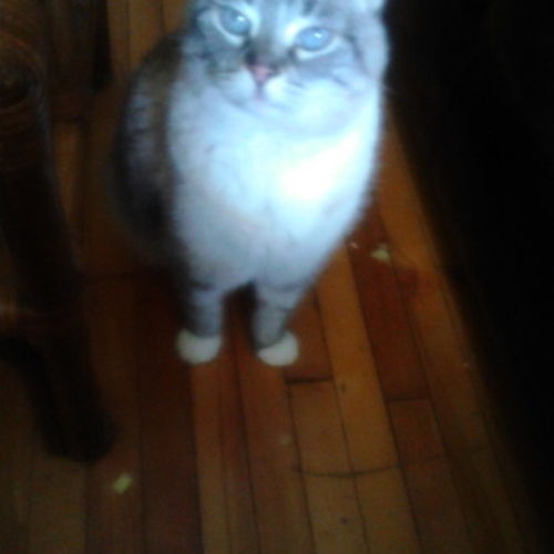 House Sitter Provider Gladys E's Profile Picture