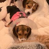 Hoping to Connect with a Honest Pet Care Provider in Playa Del Rey, California