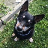 Dog Caregiver needed weekly and for short overnight stays