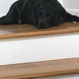 Available: Great Pet Groomer in Stony Point