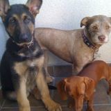 Loving Pet Sitter in Visalia, California