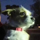 Chandler Dog Sitting And Boarding Professional Interested In Being Hired in Arizona
