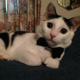 Animal lover looking for pet-sitting opportunities.
