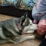 Love pets have many of my own.