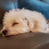 Available For a Pet Sitter Job in Doral