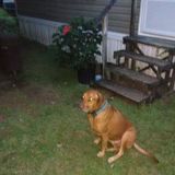Statesboro Petsitter Interested In Being Hired in Georgia