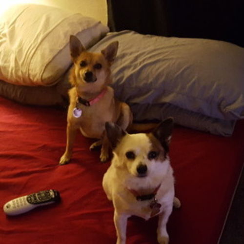 Pet Care Provider Gregory B's Profile Picture