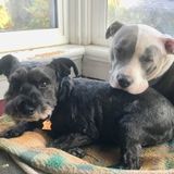 Pet Sitting Needed from time to time possible overnight stay at my home