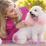 Mobile dog grooming, pet sitting and so much more