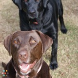 Special needs dog and two other large dogs need sitter and playmate