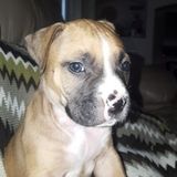 Poinciana Pet sitter