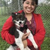 Bilingual in Spanish and English, dog walker and dog sitter!