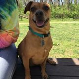 Excited Loveable Experienced Pet Sitter Available