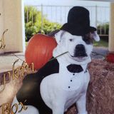 Pet sitter and/ or Dog trainer