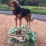 Experienced Dog handler, walker and sitter in the Hunt Club area.