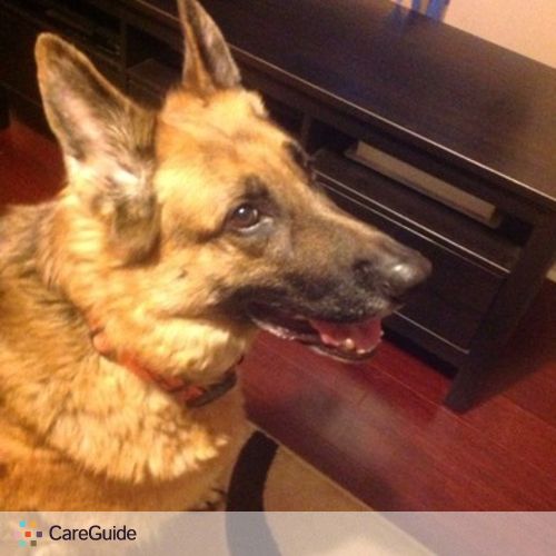 Pet Care Provider Haley T's Profile Picture