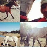 Pet care Pro: horses, dogs, cats, rabbits and farm animals!
