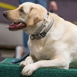 Employing a Consistent Dog Walker and Pet Feeder