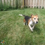 April the Pet Care Provider