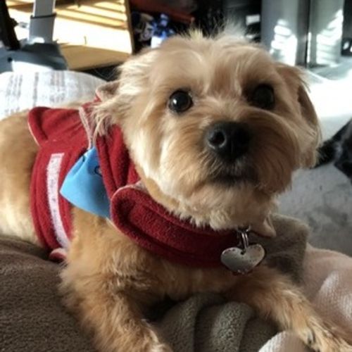 House Sitter Provider Michael K's Profile Picture