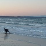 Former Vet tech would like to provide Bourne pet walking/ sitting services.