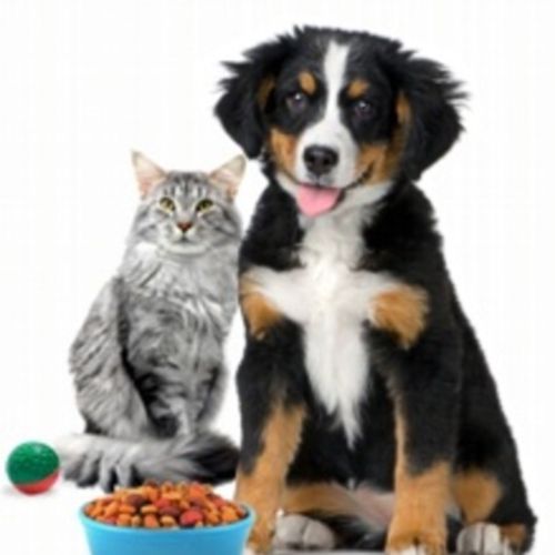 Pet Care Provider Tommy B's Profile Picture