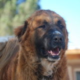 Available For El Paso Pet Sitting Professional Opportunity