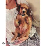 Friendly, honest, and responsible dog sitter/walker