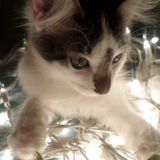 Passionate Professional Pet Care Provider!