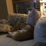 Overnight cat sitting