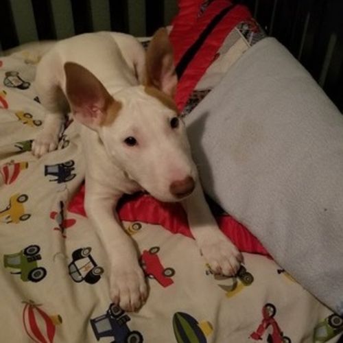 Pet Care Provider Kendra G's Profile Picture