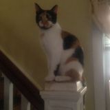 Audubon Animal Caregiver Interested In Work in New Jersey