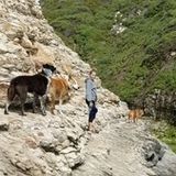Dog walker wanted in santa cruz