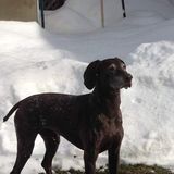 Good Pet Service Provider in Mechanicsburg