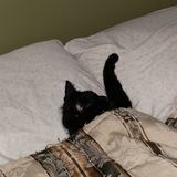 I am the purrfect cat sitter in London, Ontario