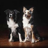 Skillful Dog Walker Needed Immediately